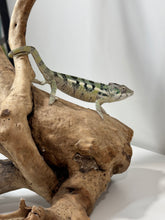 Load image into Gallery viewer, SAMBAVA Panther Chameleon: (E11)
