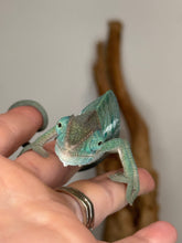 Load image into Gallery viewer, AMBANJA Panther Chameleon: (E4)

