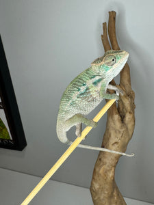 AMBILOBE Panther Chameleon male:(E31)