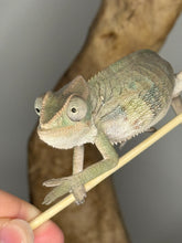 Load image into Gallery viewer, Ambilobe Male Panther Chameleon: Flash x Opal (E12)
