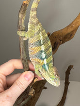 Load image into Gallery viewer, AMBILOBE Panther Chameleon: (E16)
