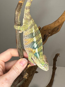 AMBILOBE Panther Chameleon: (E16)