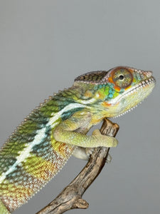 AMBILOBE Panther Chameleon: (E6)