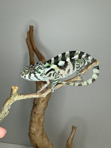 SAMBAVA Panther Chameleon: (E31)