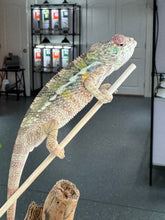 Load image into Gallery viewer, AMBILOBE Panther Chameleon: Starburst x Shirin (R3)
