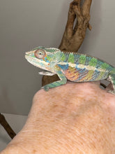 Load image into Gallery viewer, AMBILOBE Panther Chameleon: (E19)
