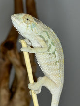 Load image into Gallery viewer, NOSY BE FEMALE Panther Chameleon: Neptune x Marina 🚺 (S2)
