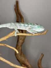 Load image into Gallery viewer, 💎 Calm &amp; Shy Ambanja Panther Chameleon Male – Blue/Green Beauty | E23

