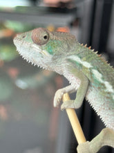 Load image into Gallery viewer, AMBILOBE Panther Chameleon: Sam x Georgia (R6)
