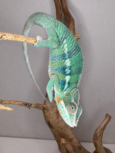 AMBILOBE Panther Chameleon: (E11)