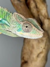 Load image into Gallery viewer, AMBILOBE Panther Chameleon male: (E4)
