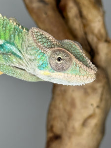 AMBILOBE Panther Chameleon male: (E4)