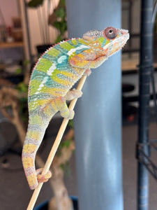 AMBILOBE Panther Chameleon: (E22)