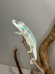 AMBILOBE Panther Chameleon: (E36)