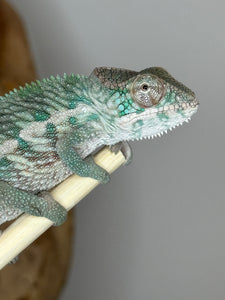 Designer Panther Chameleon: (E17)