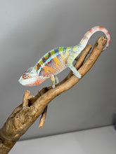 Load image into Gallery viewer, AMBILOBE Panther Chameleon: (J3)
