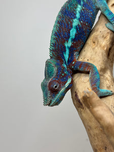 AMBANJA Panther Chameleon: (J6)