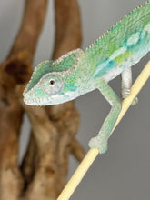 Load image into Gallery viewer, Ambilobe male panther chameleon: Flash x Opal (E23)
