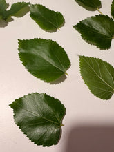 Load image into Gallery viewer, Fresh Mulberry Leaves for Silkworms | Natural Silkworm Food | FramsChams
