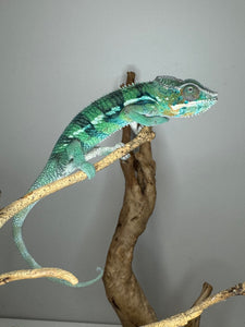 AMBILOBE Panther Chameleon: (E11)
