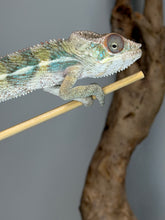 Load image into Gallery viewer, Young Male Ambilobe Panther Chameleon | Flash × Aslan Bloodlines | E29
