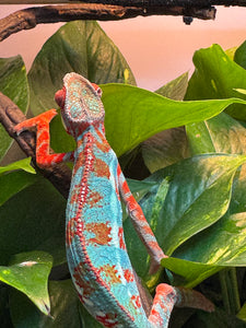 AMILOBE Panther Chameleon: (J1)