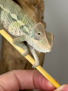 AMBILOBE Panther Chameleon male: (E4)