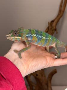 AMBILOBE Panther Chameleon: (E23)