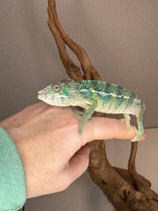 SAMBAVA Panther Chameleon: (E19)