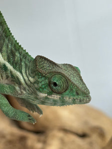 Ambilobe Panther Chameleon: Jimmy Walker x Dianne (R5)