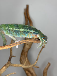 AMBILOBE Panther Chameleon: (J3)