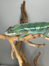 Load image into Gallery viewer, AMBILOBE Panther Chameleon: (J3)
