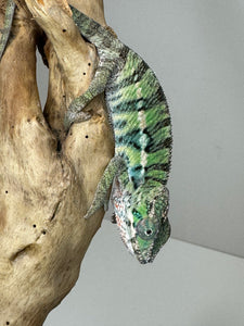 Ambilobe Male Panther Chameleon: Flash x Opal (E18)