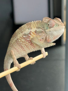 AMBILOBE Panther Chameleon male: (E1)