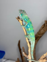 Load image into Gallery viewer, AMBILOBE Panther Chameleon: (E22)
