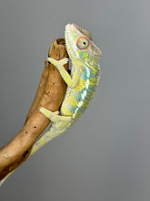 Load image into Gallery viewer, AMBILOBE Panther Chameleon: (E16)
