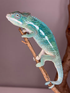 SURPRISE! Panther Chameleon: (E24)