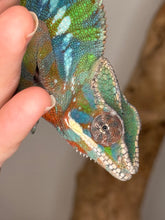 Load image into Gallery viewer, AMBILOBE Panther Chameleon: (E23)
