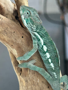 AMBILOBE Panther Chameleon: Frank x Sandy (Q1)