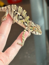 Load image into Gallery viewer, AMBILOBE Panther Chameleon: Sam x Amie (I7)
