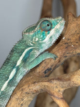 Load image into Gallery viewer, SURPRISE! Panther Chameleon: (E7)
