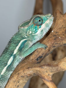 SURPRISE! Panther Chameleon: (E7)