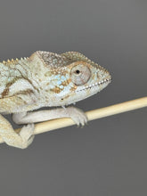 Load image into Gallery viewer, AMBANJA  FEMALE Panther Chameleon: 🚺 (R1)
