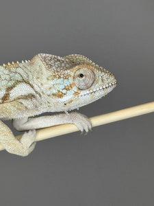 AMBANJA  FEMALE Panther Chameleon: 🚺 (R1)