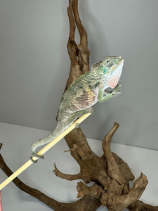 Ambilobe Male Panther Chameleon: Flash x Opal (E13)