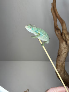 Ambilobe Male Panther Chameleon: Flash x Opal (E19)