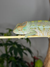 Load image into Gallery viewer, AMBANJA FEMALE Panther Chameleon: Neon Nights x Tango (S20)
