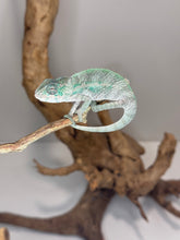 Load image into Gallery viewer, Designer Panther Chameleon: (E16)
