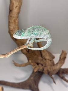 Designer Panther Chameleon: (E16)