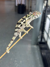Load image into Gallery viewer, SAMBAVA Panther Chameleon: Marley x Mabel (Q14)
